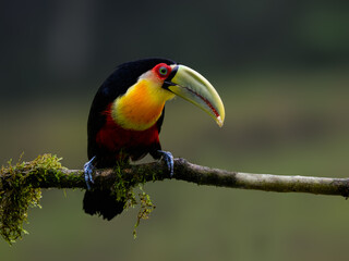 Red-breasted Toucan portrait on  mossy stick on rainy day against dark background