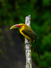 Saffron Toucanet portrait on  mossy stick on rainy day against dark background