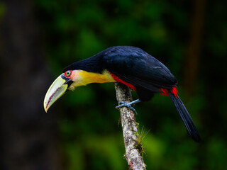 Red-breasted Toucan portrait on  mossy stick on rainy day against dark background