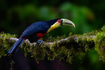 Red-breasted Toucan portrait on  mossy stick on rainy day against dark background