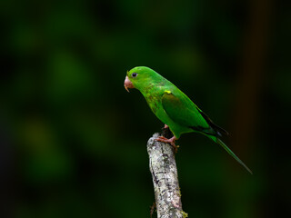  Plain Parakeet portrait on green background