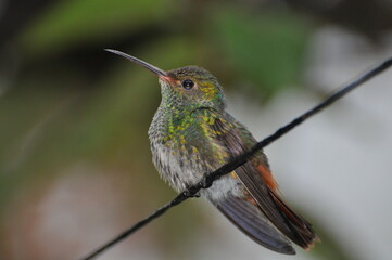 Colibri