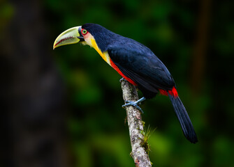 Red-breasted Toucan portrait on  mossy stick on rainy day against dark background
