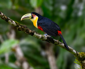 Red-breasted Toucan portrait on tree branch