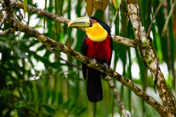 Red-breasted Toucan portrait on tree branch