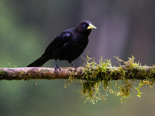 Red-rumped Cacique portrait on  mossy stick on rainy day against dark background
