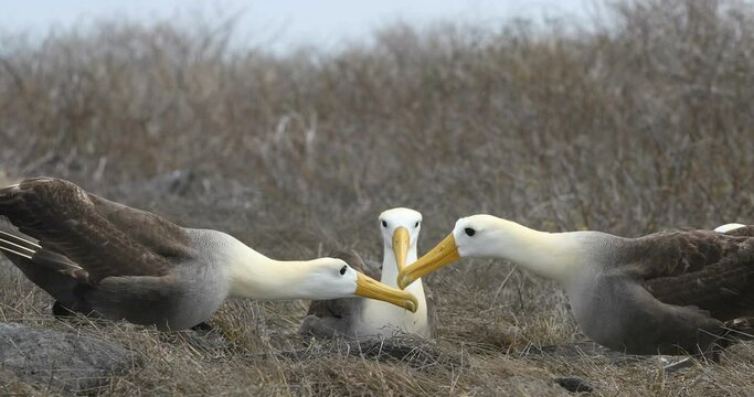 Galapagos Albatross aka Waved albatrosses mating dance courtship ritual on Espanola Island, Galapagos Islands, Ecuador. Group of Waved Albatross - endangered species endemic to Galapagos. 60 FPS