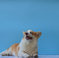 Corgi puppy looking happy to up. Blue background with copyspace. Lying in a wooden surface. Red and white dog 