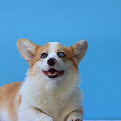 Corgi puppy looking happy to the camera. Blue background. Lying in a wooden surface