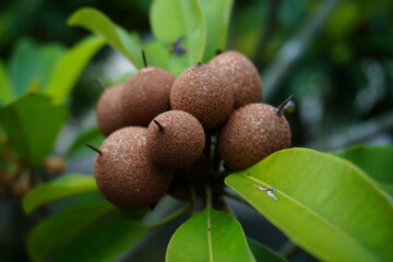 Closeup a bunch of Manilkara zapota, commonly known as sapodilla fruit on a tree