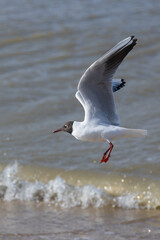 A seagull (larum) flies slightly above the coastline of the North sea with light waves in the background