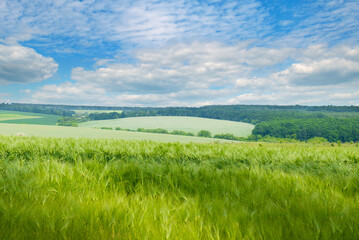 Fototapeta na wymiar Green wheat field and blue sky. Beautiful spring landscape.
