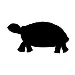 Turtle icon in abstract style on white background Vector icon