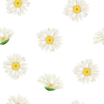 Daisy flowers seamless pattern, white realistic chamomiles