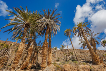 Fototapeta na wymiar Barranco de la Madre del Agua oasis on the island of Fuerteventura