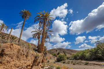 Fototapeta na wymiar Barranco de la Madre del Agua oasis on the island of Fuerteventura