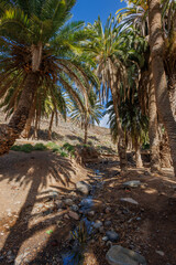 Barranco de la Madre del Agua oasis on the island of Fuerteventura