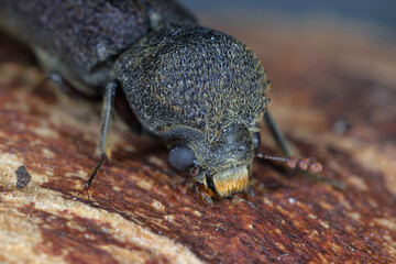 Chinese Auger Beetle, Heterobostrychus hamatipennis,  is a species of horned powder-post beetle in...