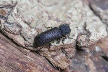 Chinese Auger Beetle, Heterobostrychus hamatipennis,  is a species of horned powder-post beetle in the family Bostrichidae. Beetle native to Asia, introduced to many countries. 