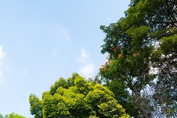 Fototapeta premium Green trees and a cloudy blue sky,summer time.