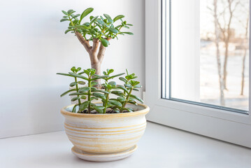 Succulent houseplant Crassula ovata on the windowsill against the background of a window.