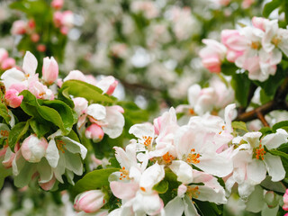 White and pink flowers of the apple tree close-up. Flowering trees in spring in May
