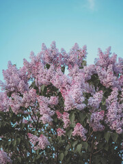 Large lush flowering lilac bush in the park against the sky
