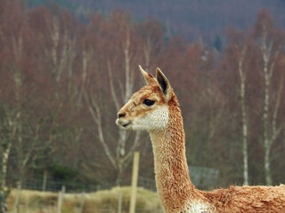 Vicuna head © Margaret