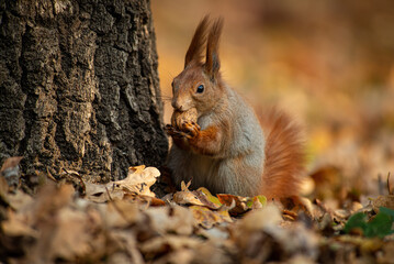 Naklejka na ściany i meble Squirrel on autumn tree nature animal wild life survive 