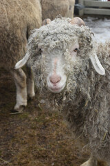 Naklejka premium Un Air De Printemps 18 Mars 2023