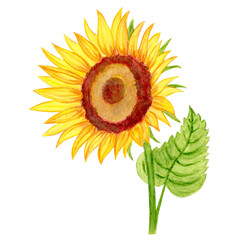 Isolated object-107. Sunflower 1, hand drawn watercolour illustration.