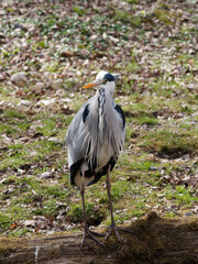 Graureiher oder Fischreiherauf (Ardea cinerea) mit langem Körper auf hohen Stelzen auf einem Baumstamm stehen