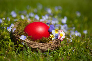 Fototapeta na wymiar Easter card with nest and red egg with pansy flowers, daisy, veronica on the grass in the garden.