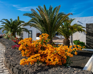 gelbe Bougainvillea und Palmen, Lanzarote, Kanaren, Spanien