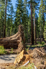 Roots of fallen tree in Mariposa Grove of Giant Sequoias, a sequoia grove near Wavona, California, USA, in the Yosemite National Park.