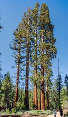 The Bachelor and Three Graces in Mariposa Grove of Giant Sequoias, Yosemite National Park, California, USA.