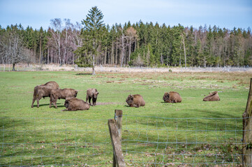 Group of brown bison behind a fence at Englischer Garten Eulbach Safari Park, Germany