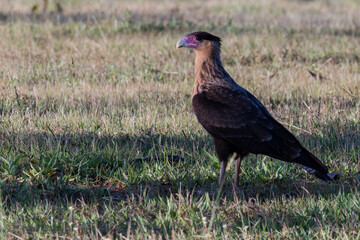 Brazilian Hawk. Crested Caracara also know as Carcara or Carancho hunting in a lawn. Species Caracara plancus. Animal world. Bird lover. Birdwatching. birding.