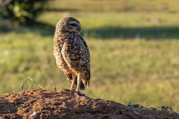 A Burrowing Owl or Luck owl on top of a termite mound. Species Athene Cunicularia. The big yellow eyes of american owl. Bird lover. Birdwatching. Birding.
