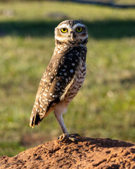 A Burrowing Owl or Luck owl on top of a termite mound. Species Athene Cunicularia. The big yellow eyes of american owl. Bird lover. Birdwatching. Birding.