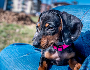 Small dog playing Dashund