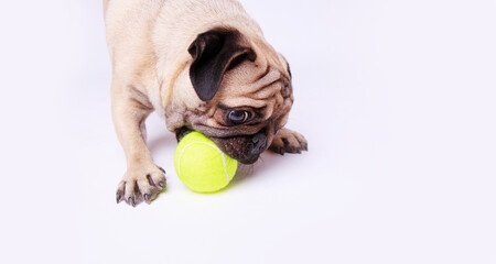 Portrait of a charming, happy pug breed puppy playing with a ball. Cute smiling dog on a white...