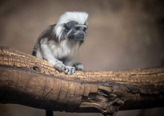 Cotton-top tamarin