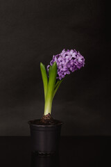 Beautiful purple hyacinth in flower pot on black background