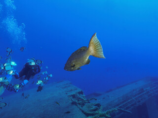 Mottled grouper looking at a diver
