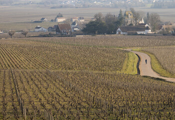 vignoble à la fin de l'hiver à Aloxe Corton en Côte d'Or en Bourgogne