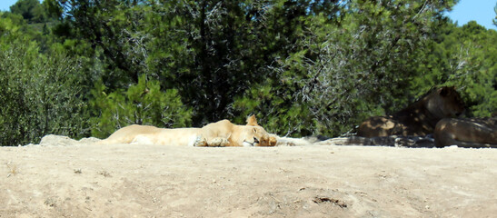 Lionne au repos
