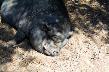 Cochon au repos