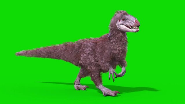 Yutyrannus Green Screen Walkcycle Loop, Dinosaurs, Jurassic 3D Animations Rendering CGI
