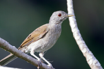 Pale-breasted Thrush (Turdus leucomelas) perched on the branches